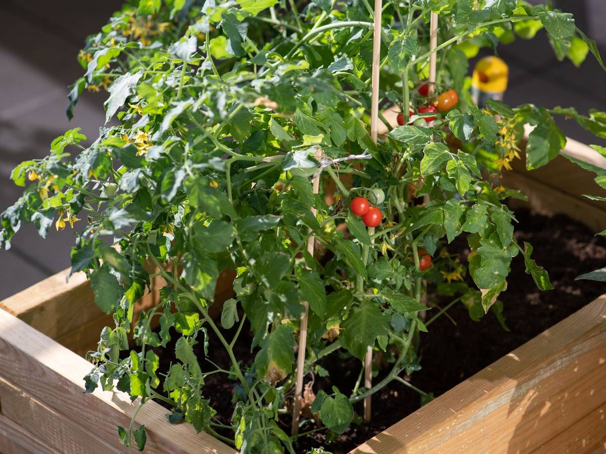 Tomaten im Hochbeet auf einem Balkon