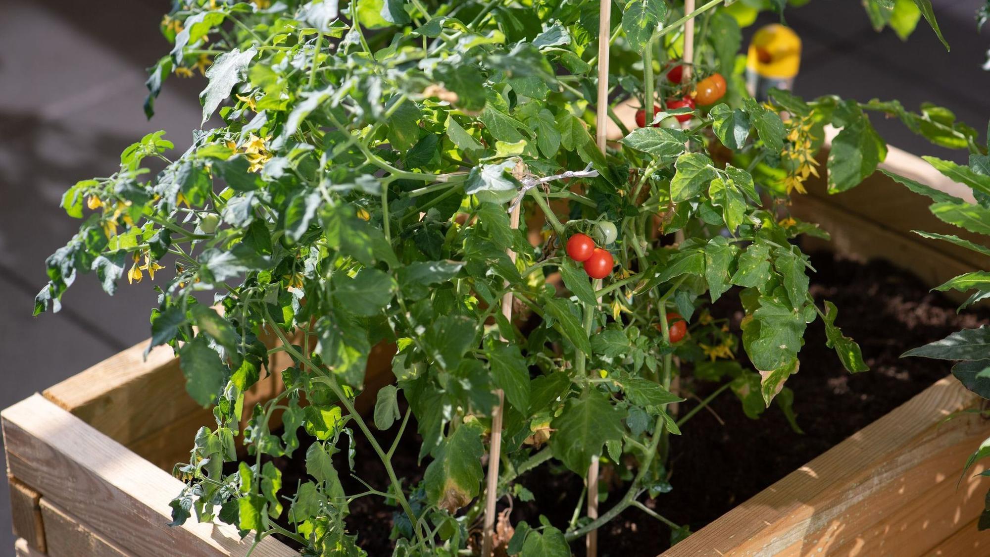 Tomaten im Hochbeet auf einem Balkon