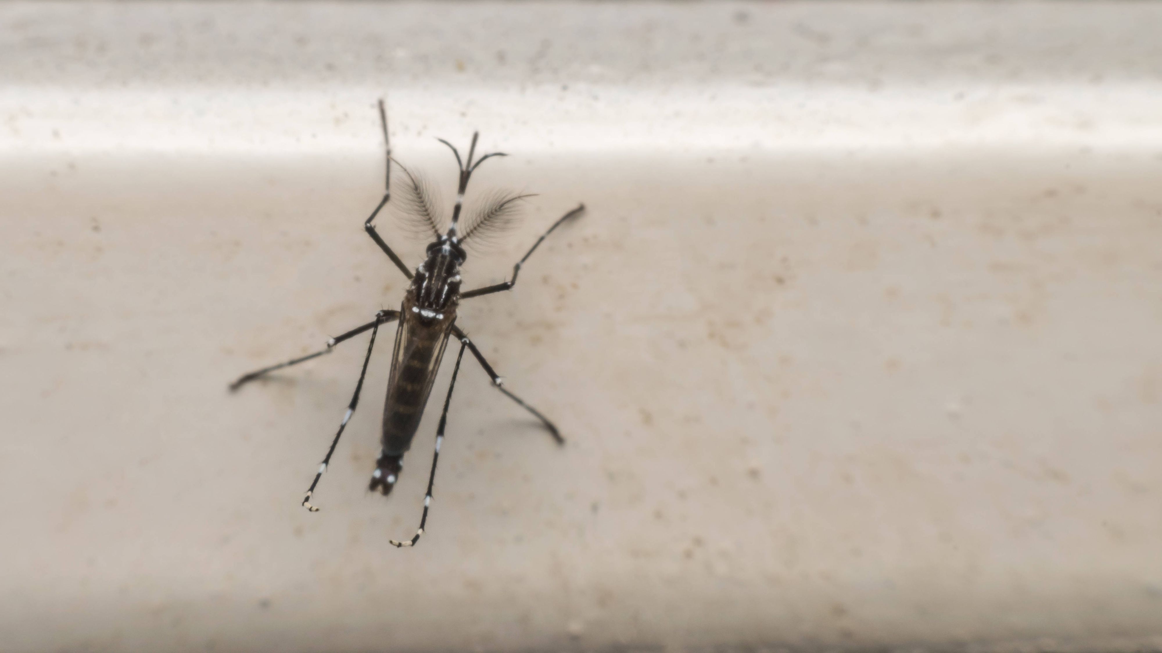 Eine Aedes aegypti Mücke
