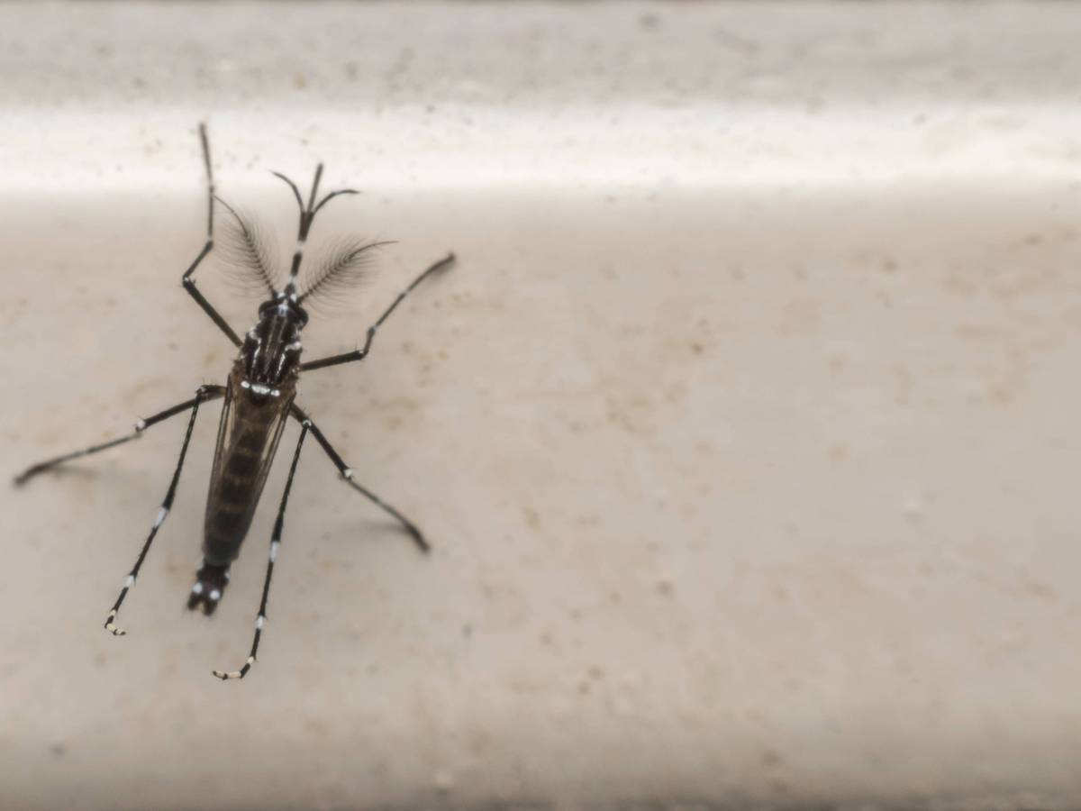 Eine Aedes aegypti Mücke