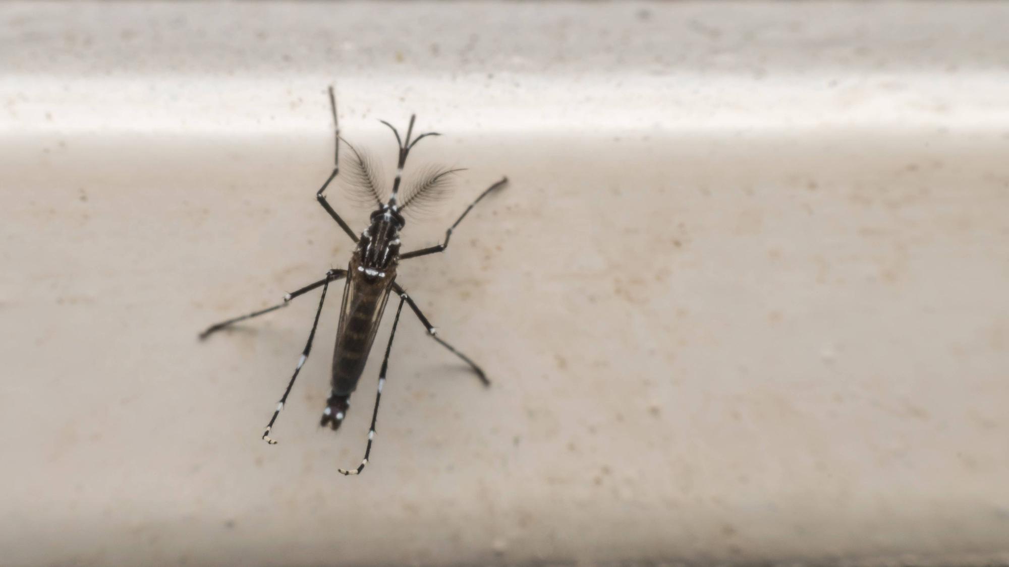 Eine Aedes aegypti Mücke