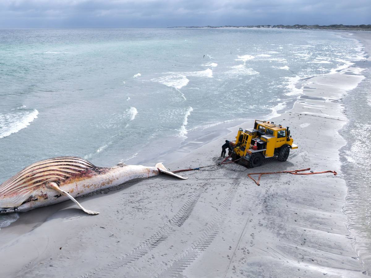 Der tote Wal wird an Land der dänischen Insel Anholt gezogen.