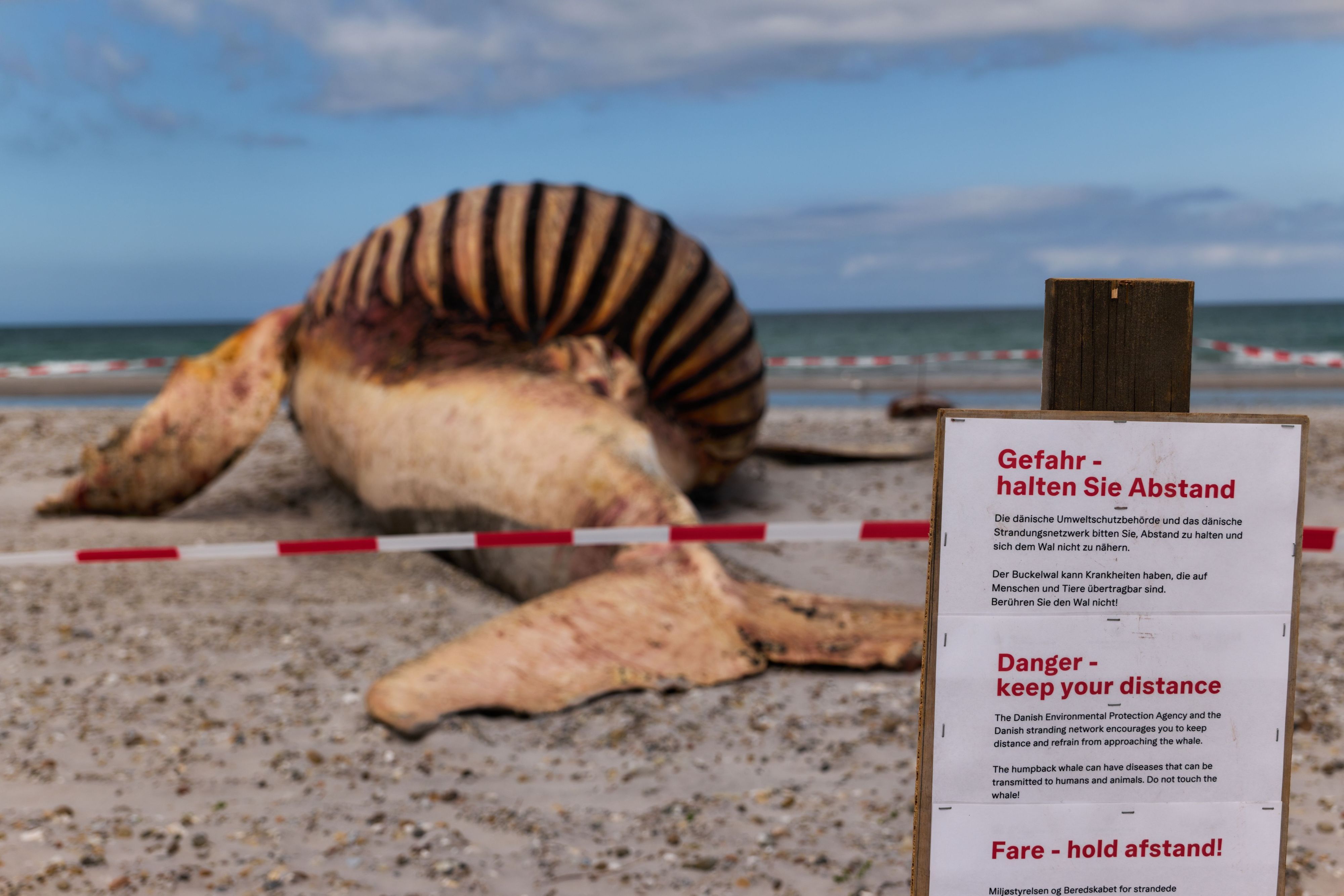 Die dänische Umweltschutzbehörde und das dänische Strandungsnetzwerk warnen auf einem Schild am Strand der dänischen Insel Anholt davor, sich dem toten Wal zu nähern.