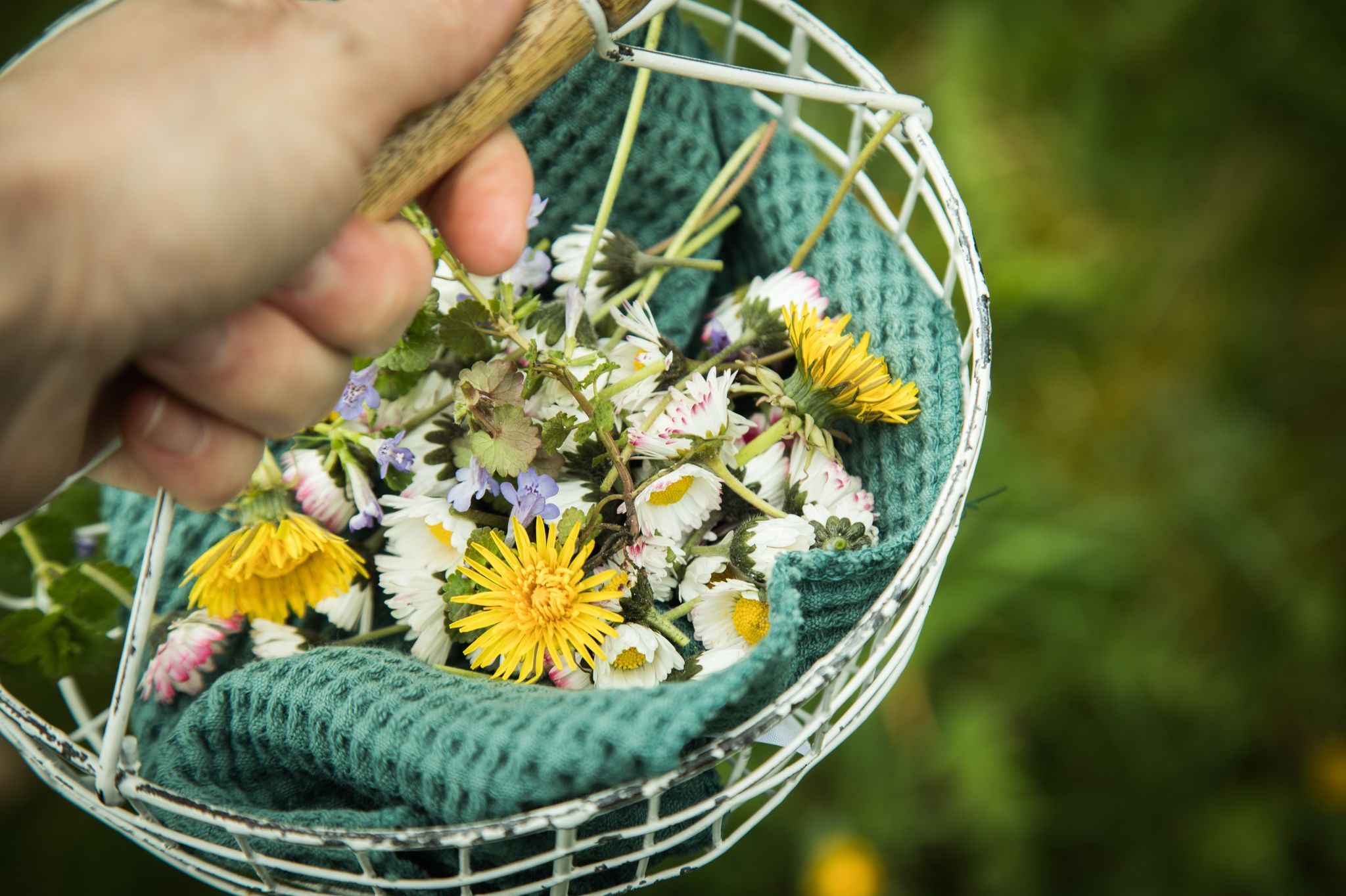 Löwenzahn und Gänseblümchen in einem Körbchen