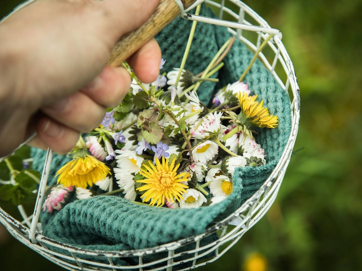 Löwenzahn und Gänseblümchen in einem Körbchen