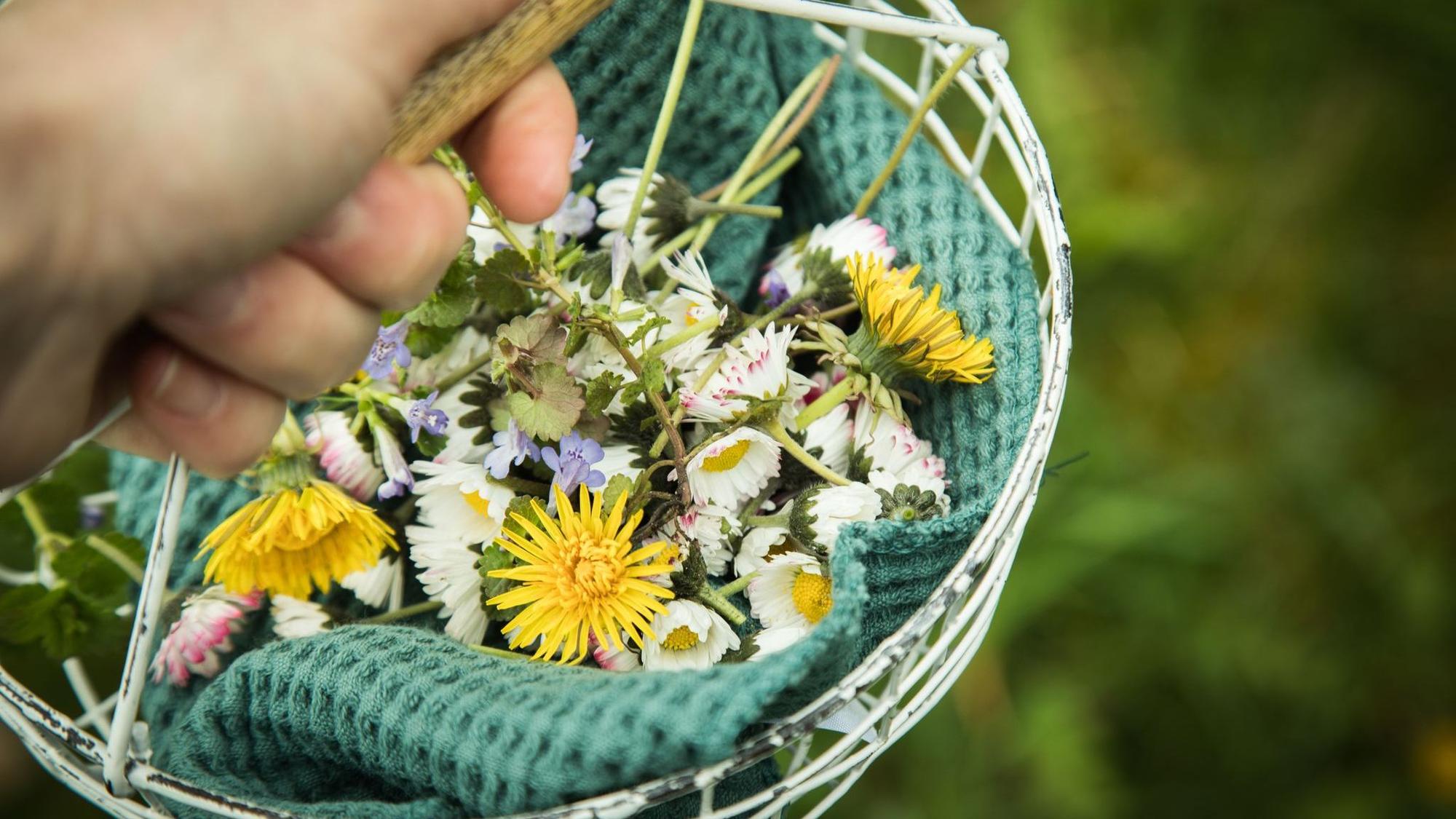 Löwenzahn und Gänseblümchen in einem Körbchen