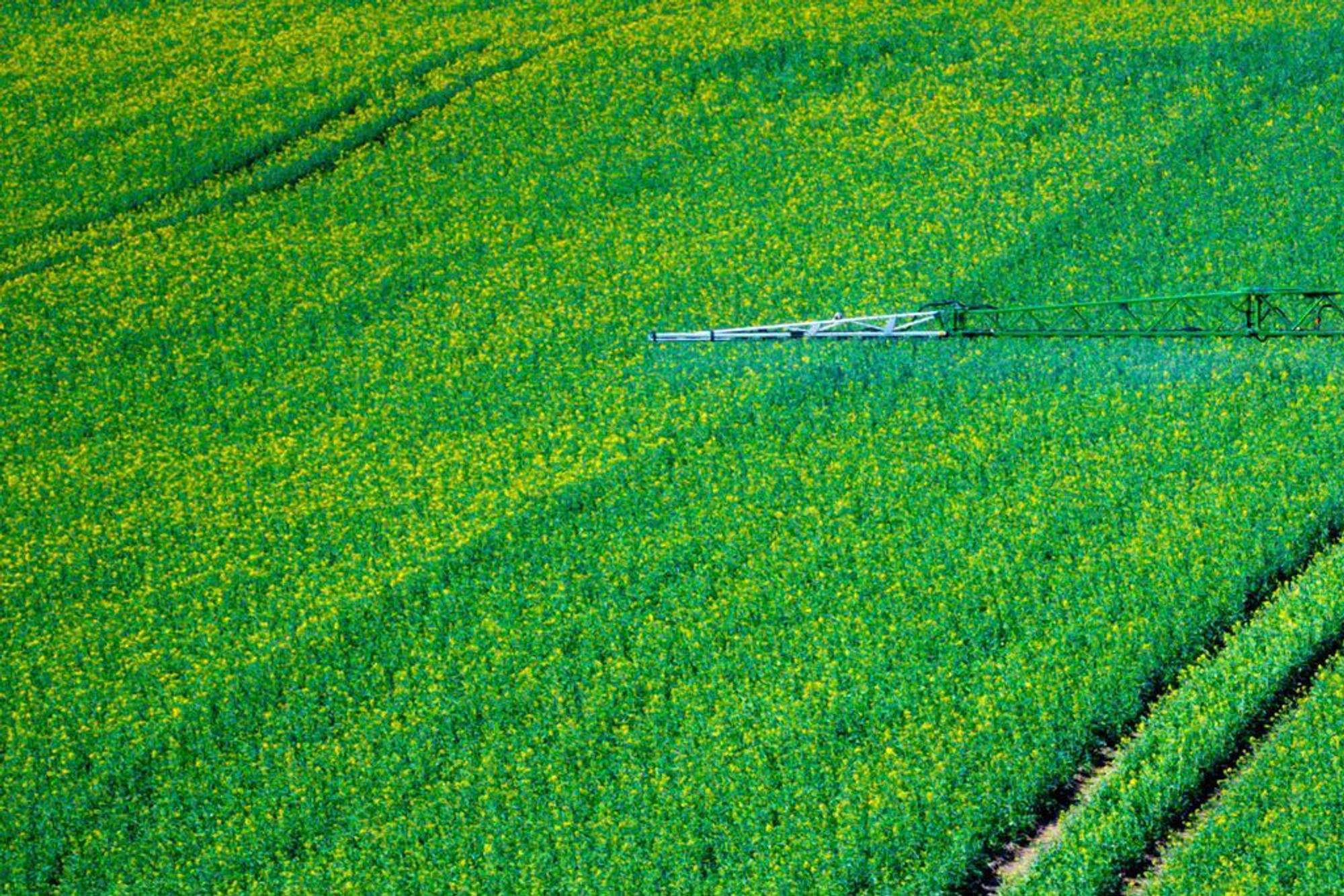 Pflanzenschutz auf Rapsfeld