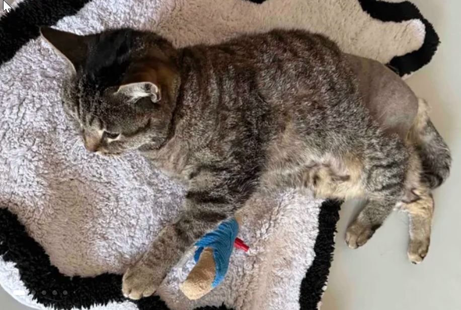 Die Katze Lilo nach der OP