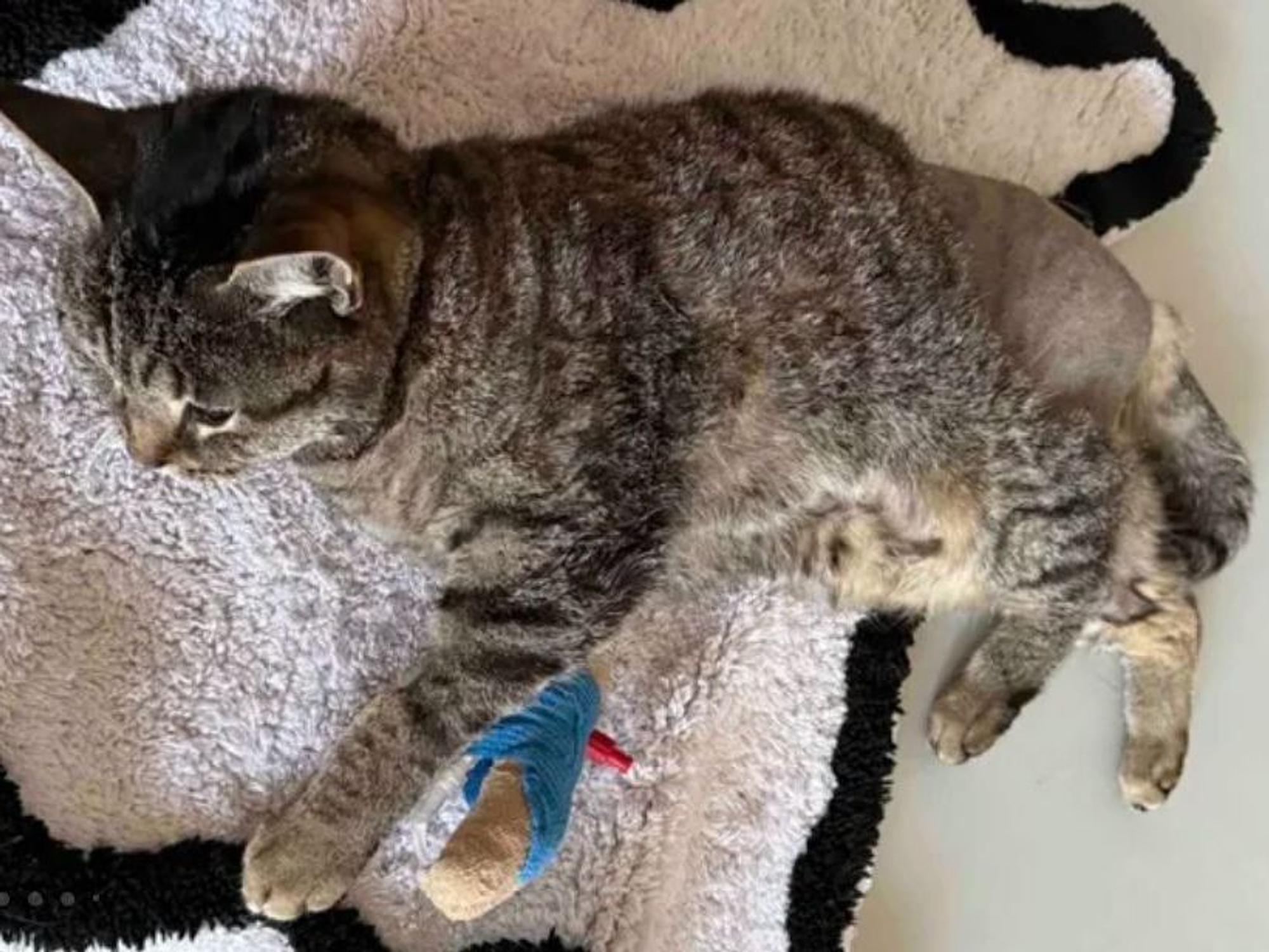 Die Katze Lilo nach der OP