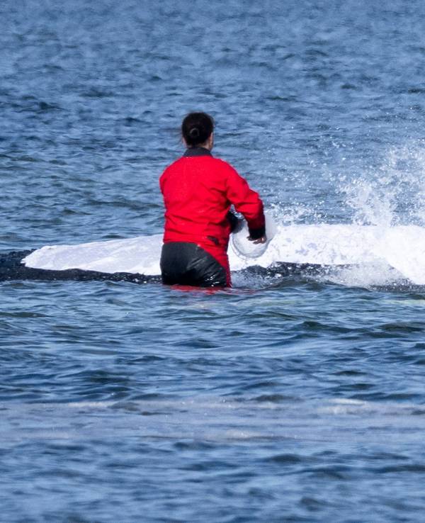 Weitere Entwicklung zum Buckelwal in der Ostsee