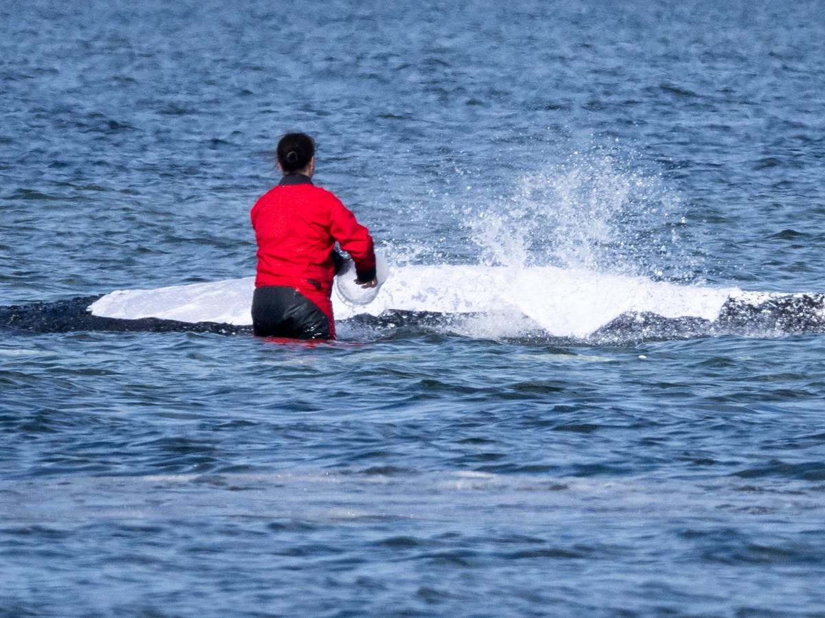 Weitere Entwicklung zum Buckelwal in der Ostsee