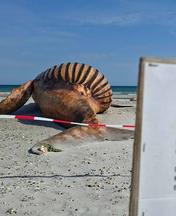 Weitere Entwicklung zum Buckelwal in der Ostsee
