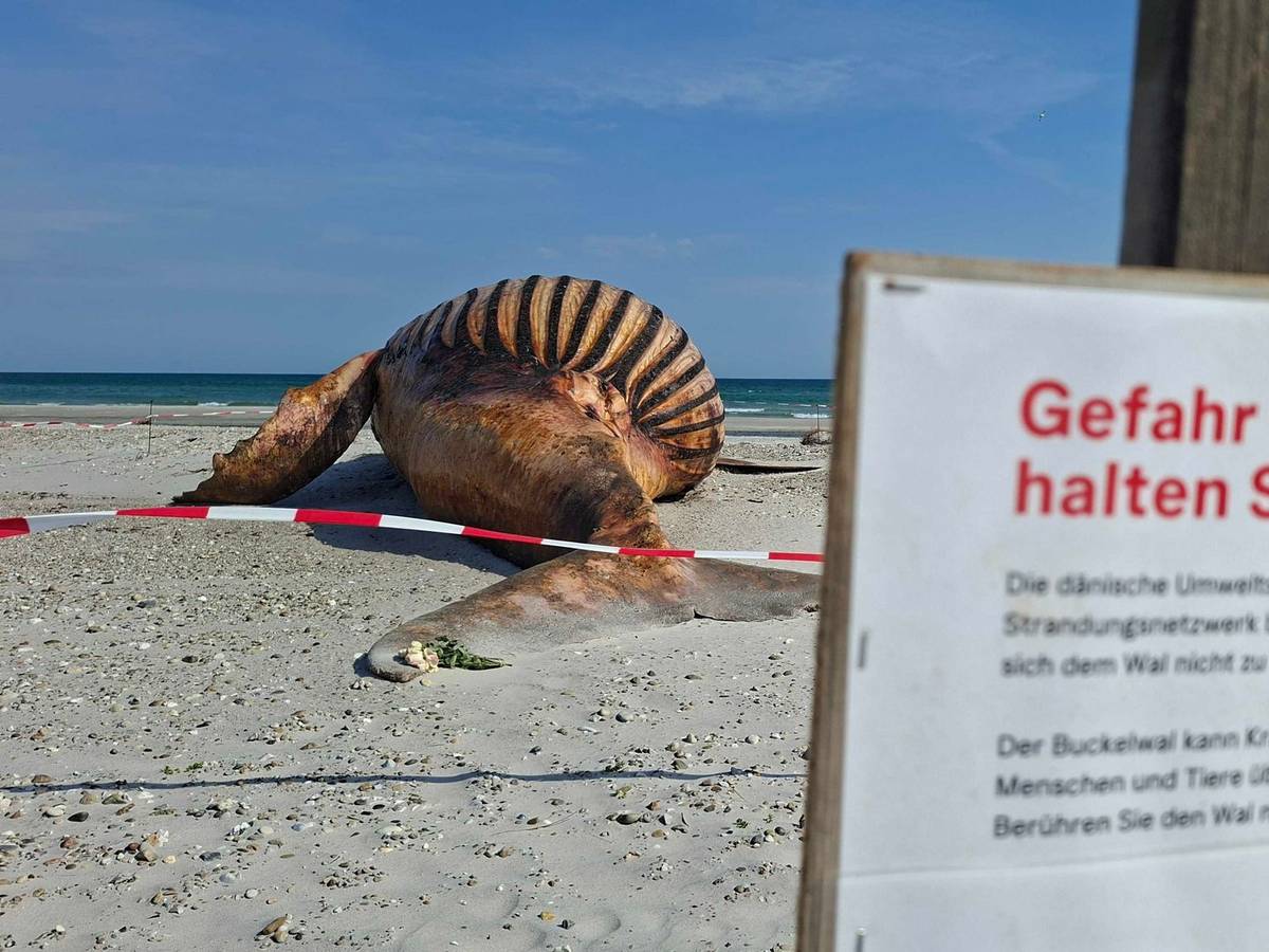 Weitere Entwicklung zum Buckelwal in der Ostsee