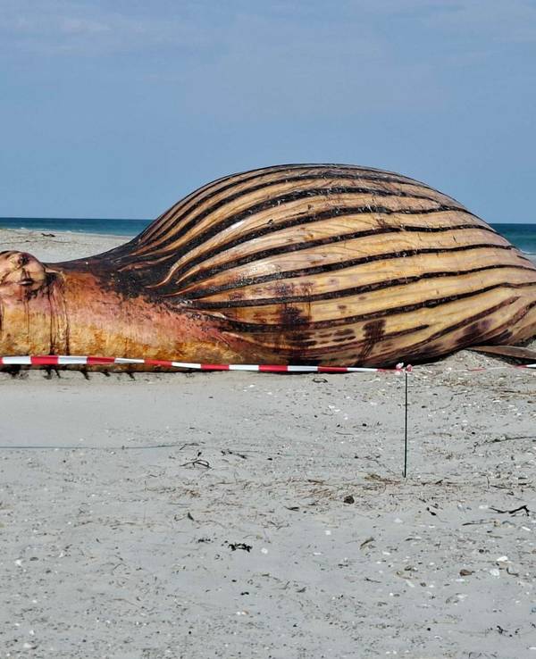 Weitere Entwicklung zum Buckelwal in der Ostsee