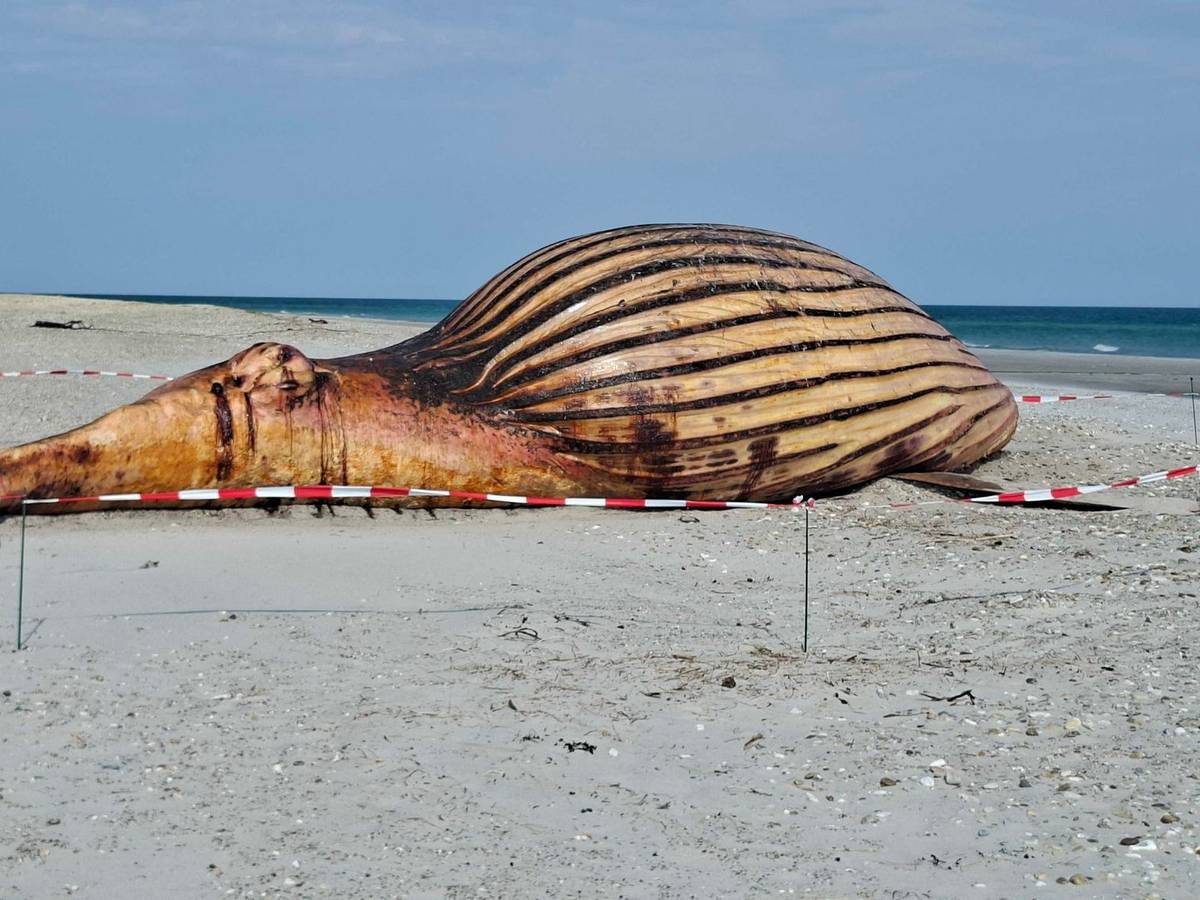 Weitere Entwicklung zum Buckelwal in der Ostsee