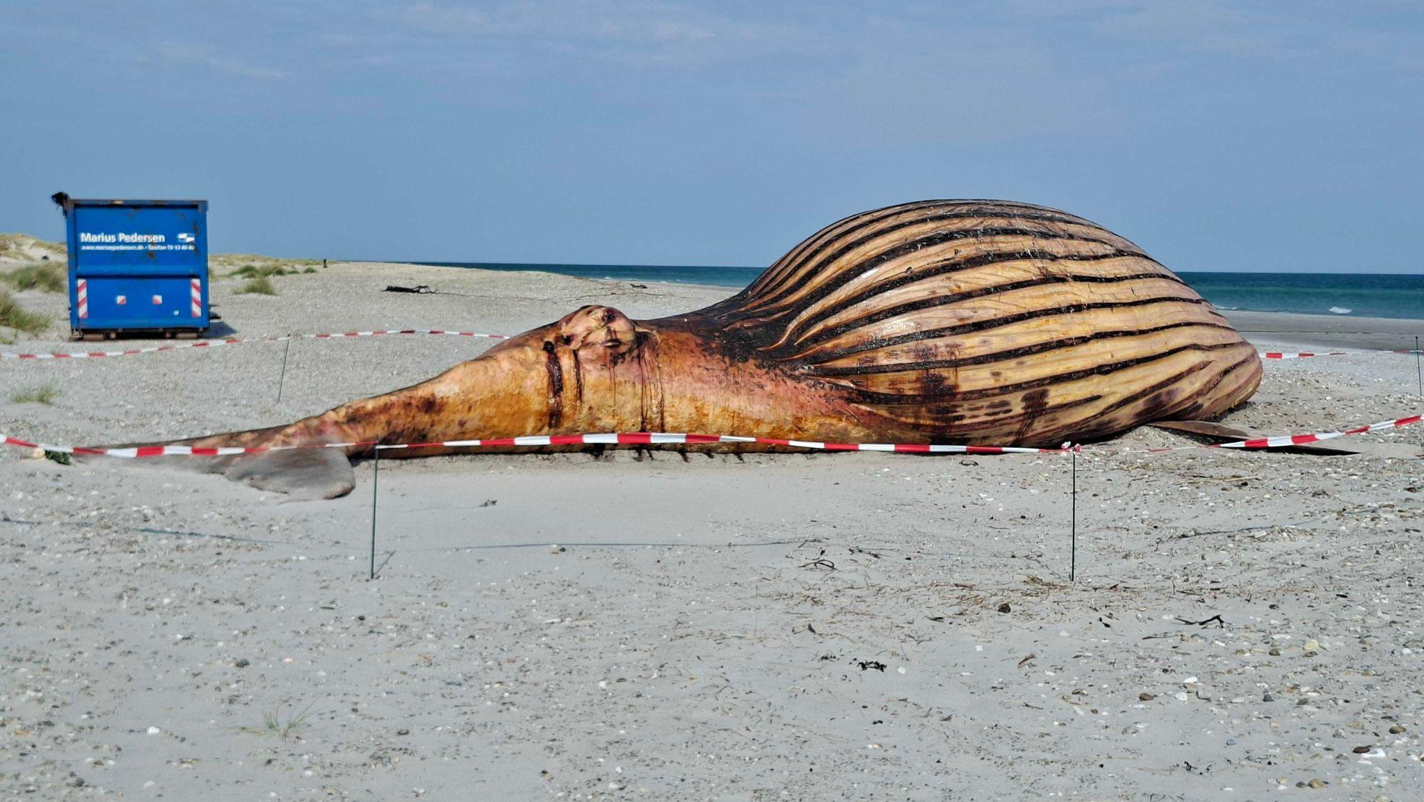 Makabres Spektakel am Strand: Toter Wal 