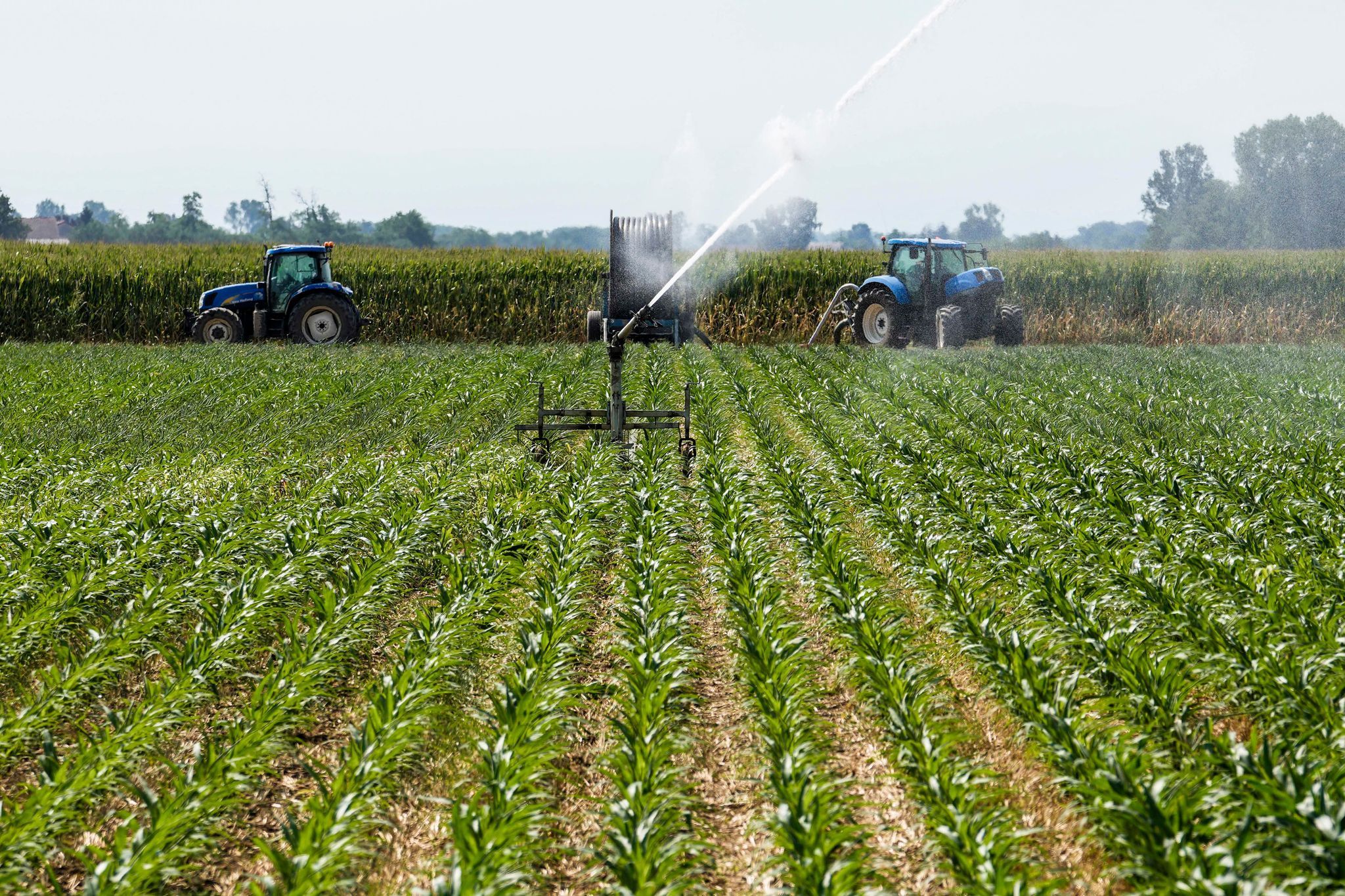Landwirtschaft in Italien