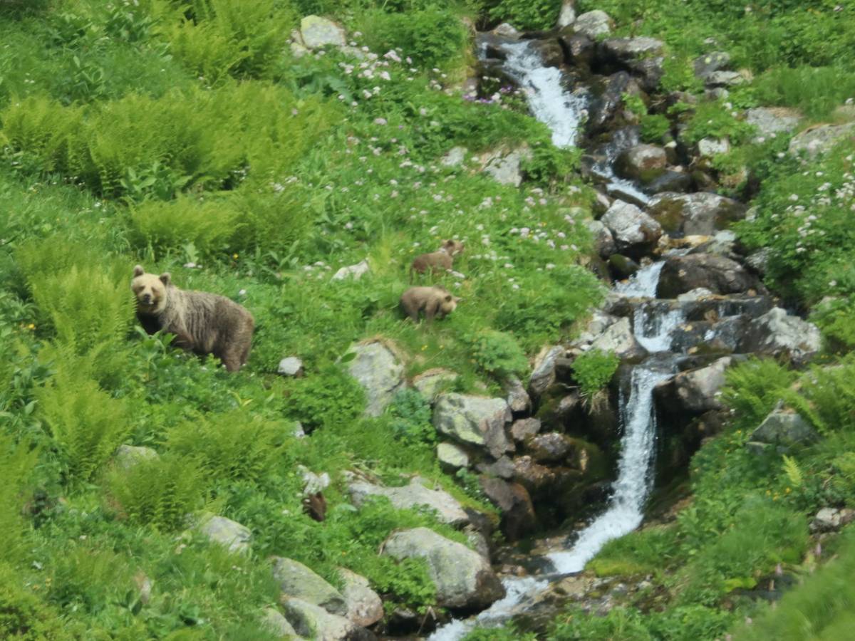Freilebende Bären in der Slowakei