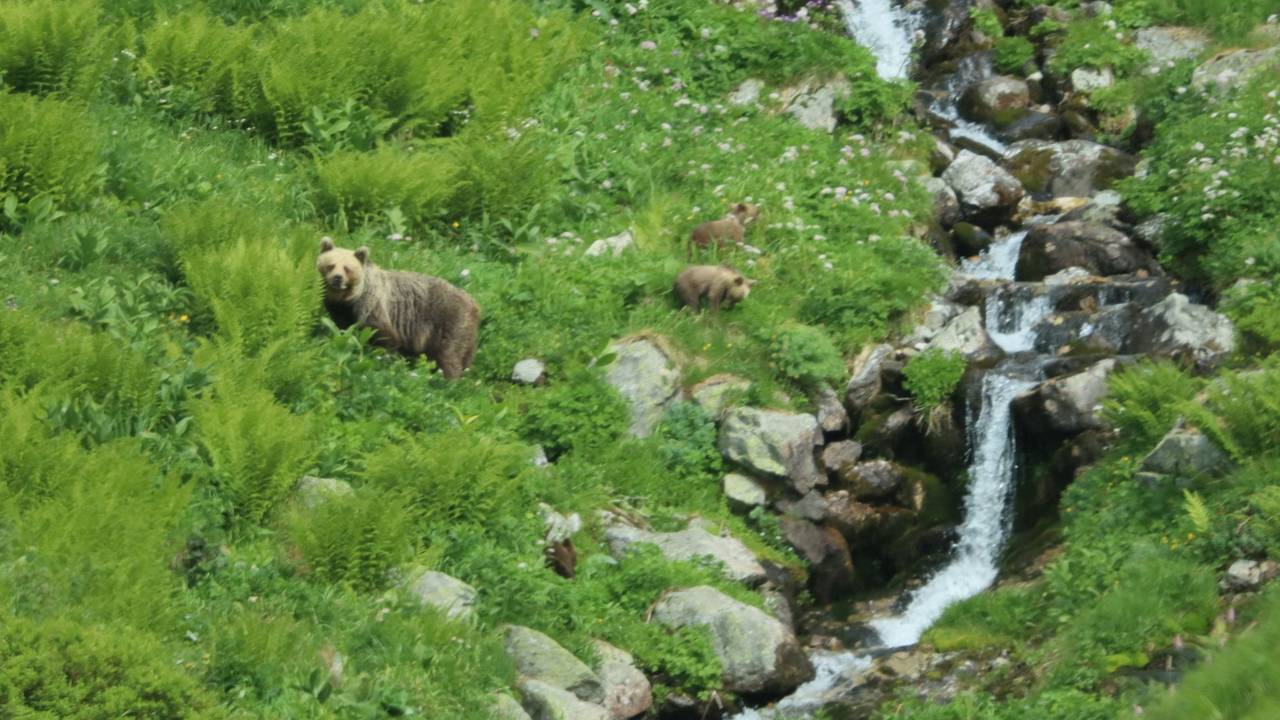 Freilebende Bären in der Slowakei