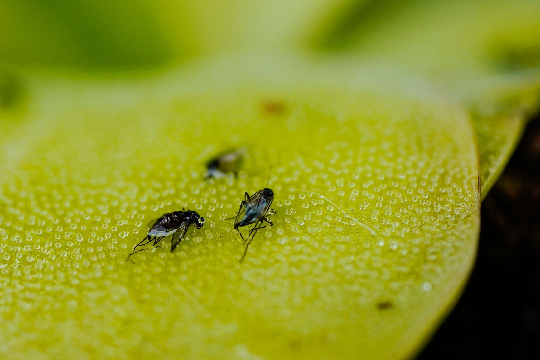 Tote Fruchtfliegen kleben auf dem Blatt eines Fettkrauts