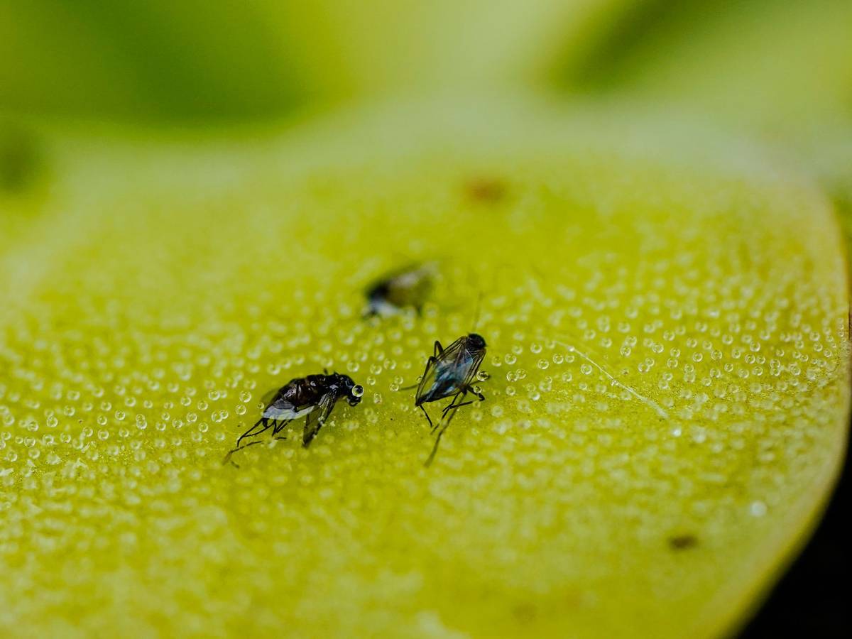 Tote Fruchtfliegen kleben auf dem Blatt eines Fettkrauts