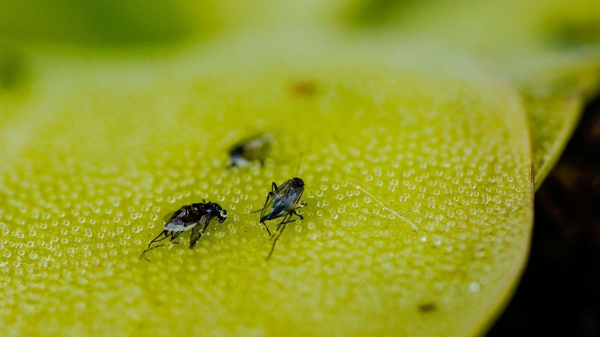Tote Fruchtfliegen kleben auf dem Blatt eines Fettkrauts