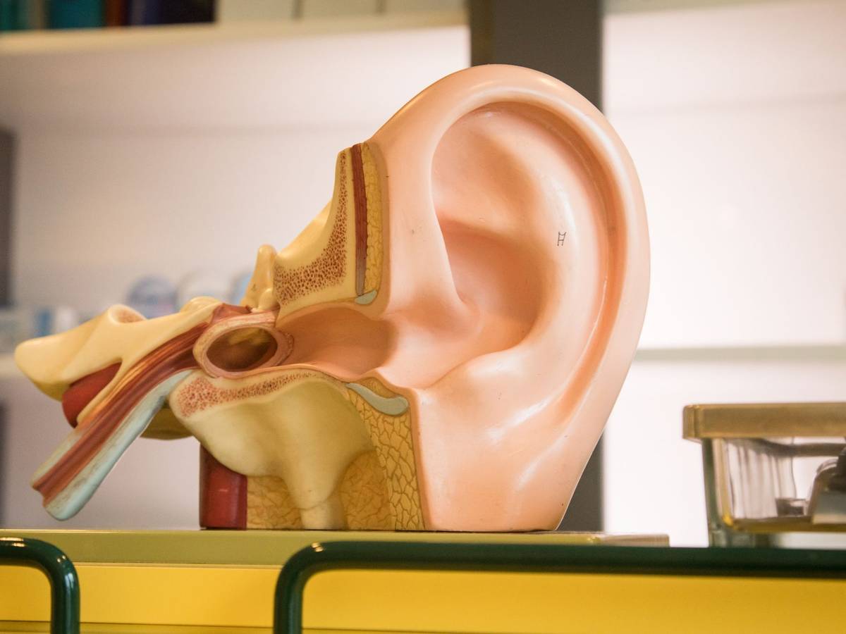 3D-Modell von einem Ohr