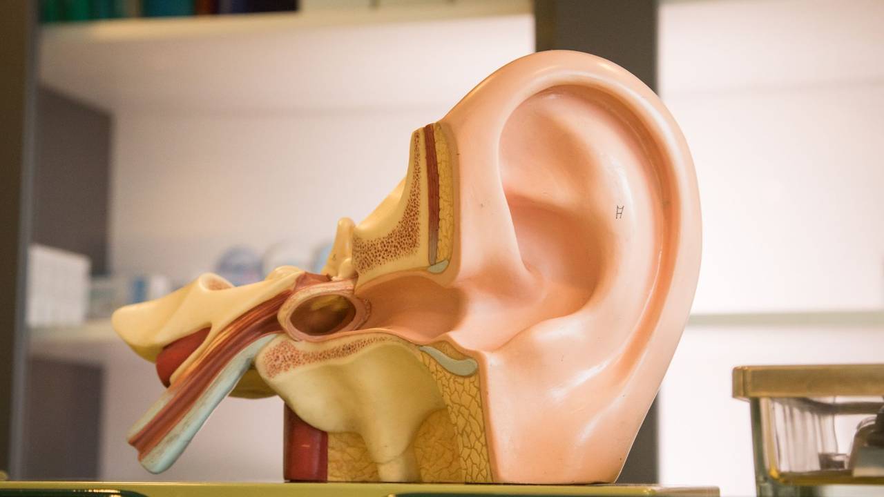 3D-Modell von einem Ohr