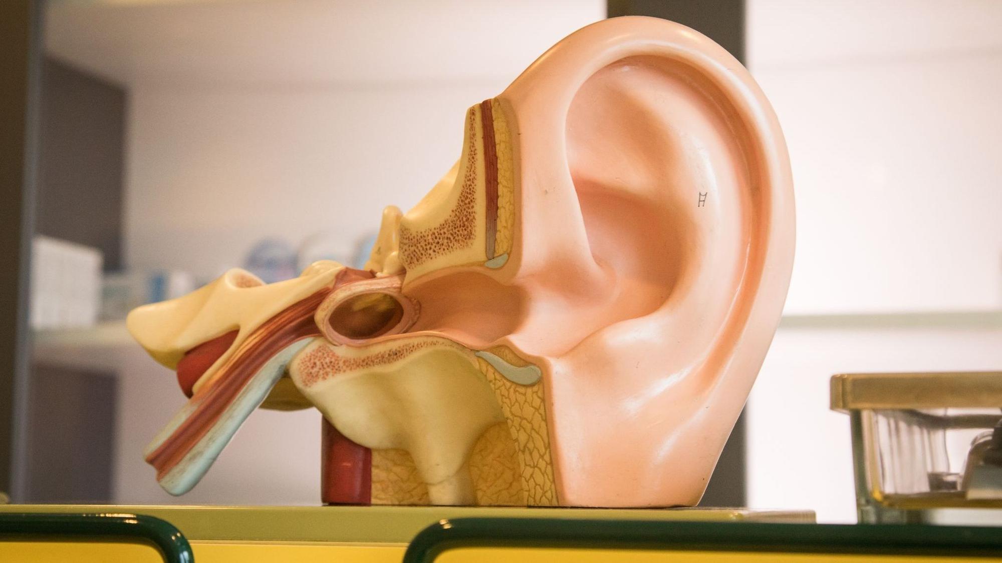 3D-Modell von einem Ohr