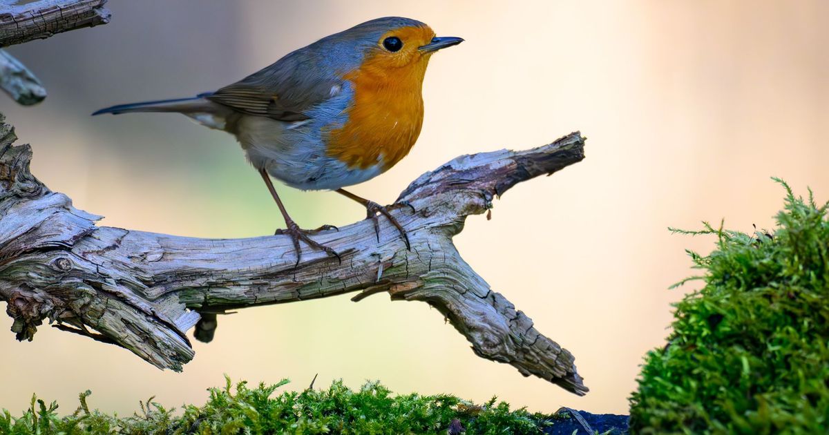 Vogelparadies Garten Mit Diesen Pflanzen Wird Ihr Zuhause Zum Paradies vogelparadies-garten-mit-diesen-pflanzen-wird-ihr-zuhause-zum-paradies