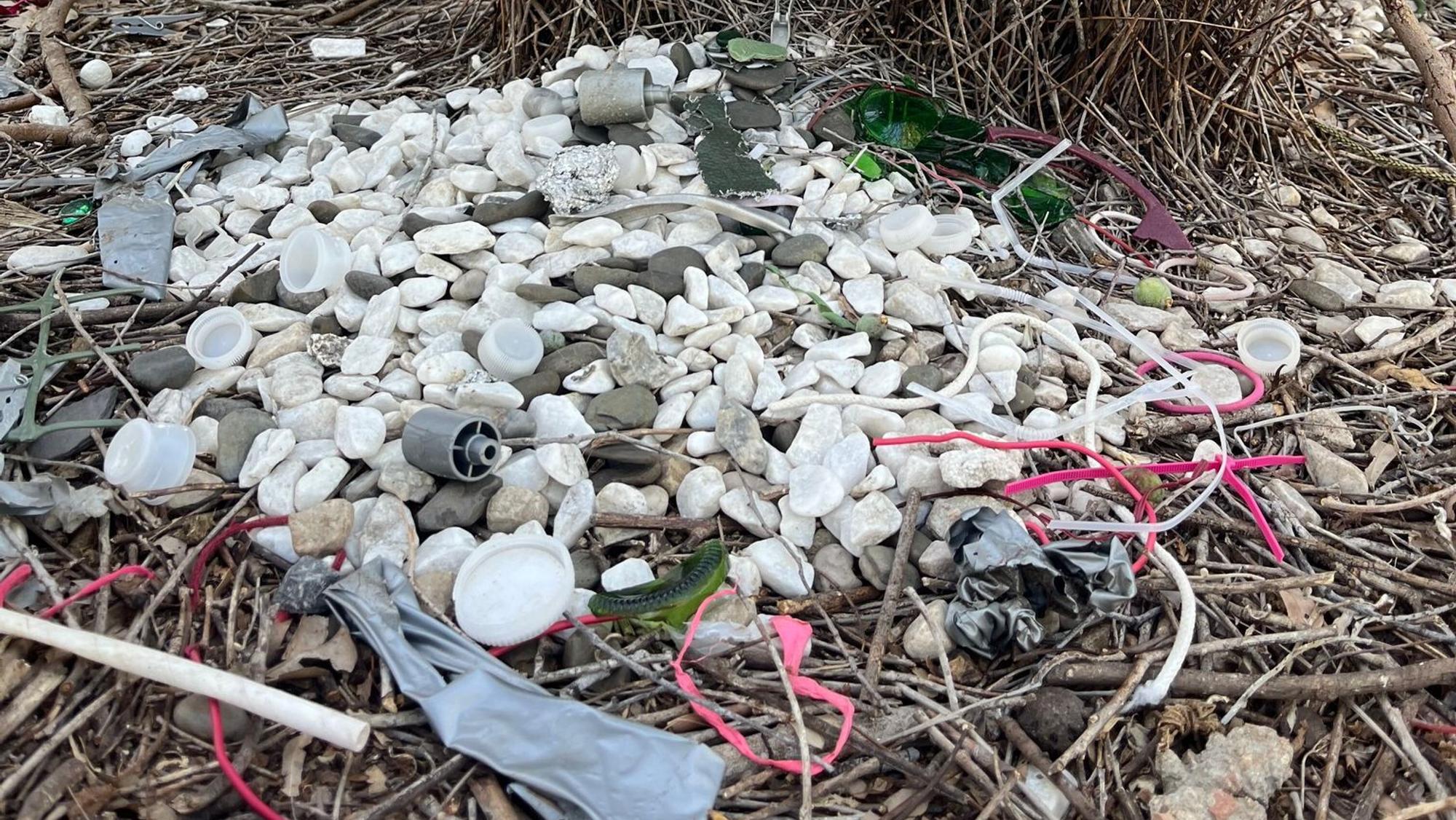 Balzverhalten von australischen Laubenvögeln