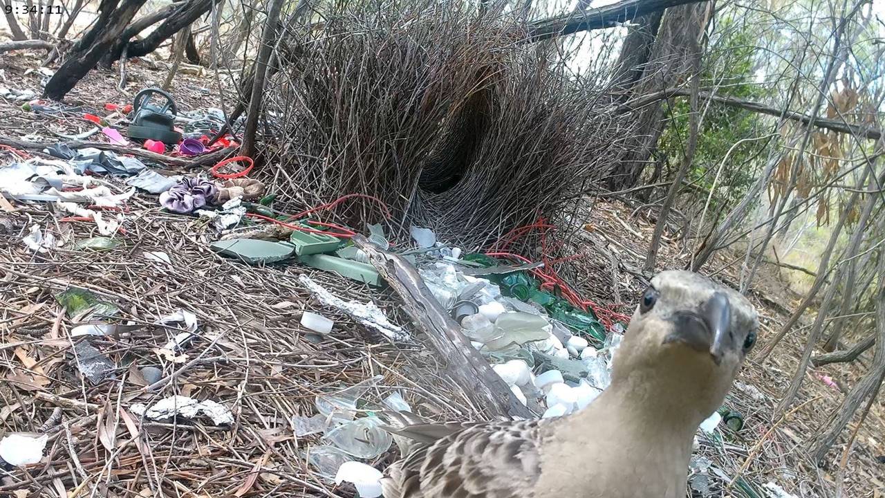 Balzverhalten von australischen Laubenvögeln