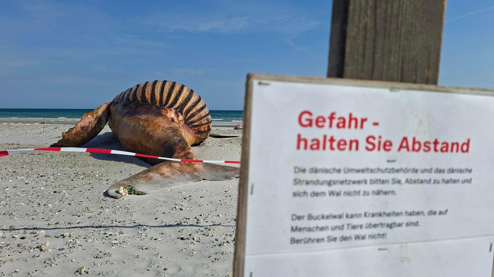 Weitere Entwicklung zum Buckelwal in der Ostsee