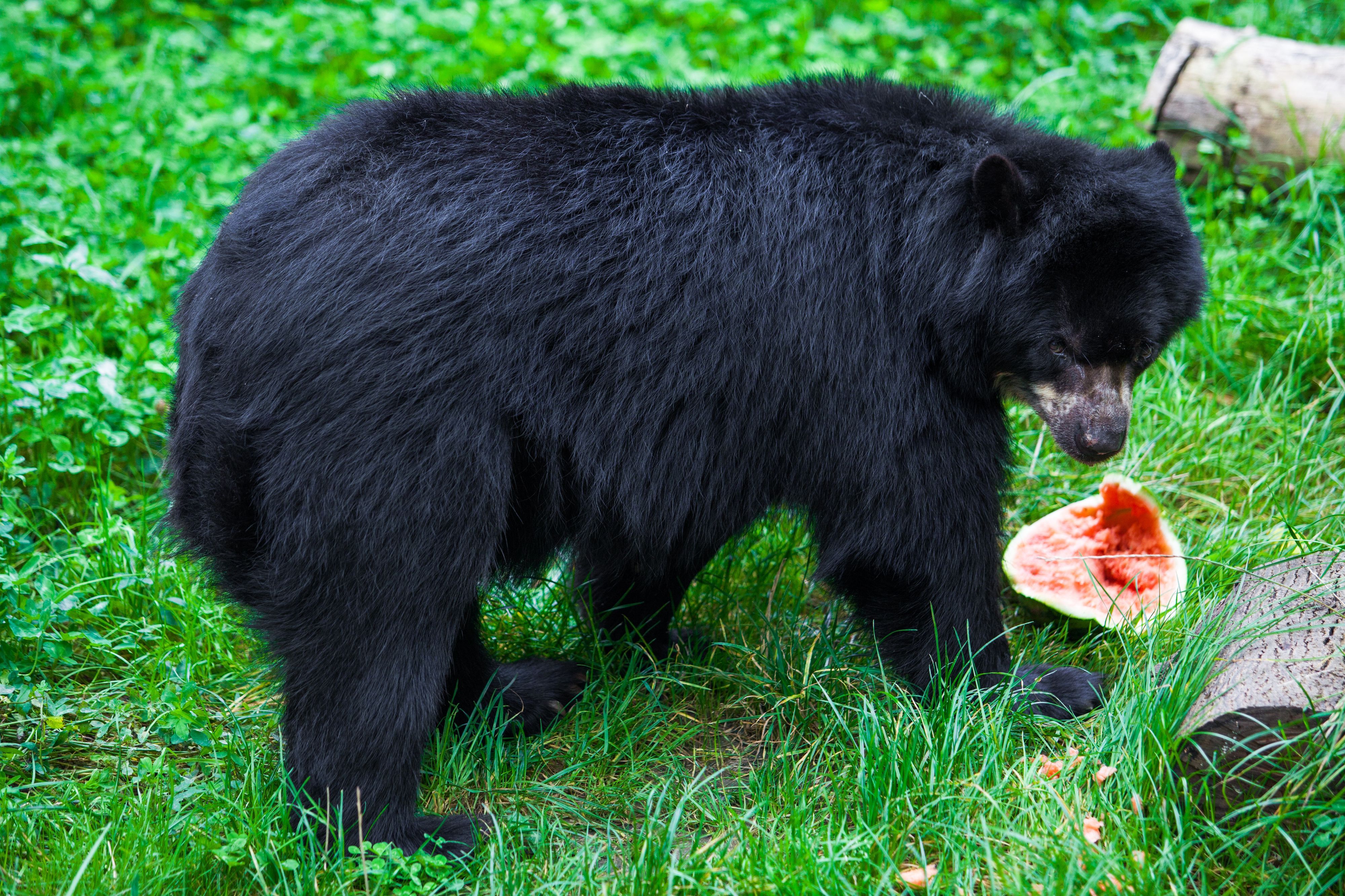 Schwarzbär mit Wassermelone auf Gras