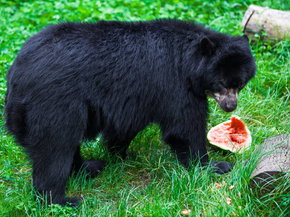 Schwarzbär mit Wassermelone auf Gras