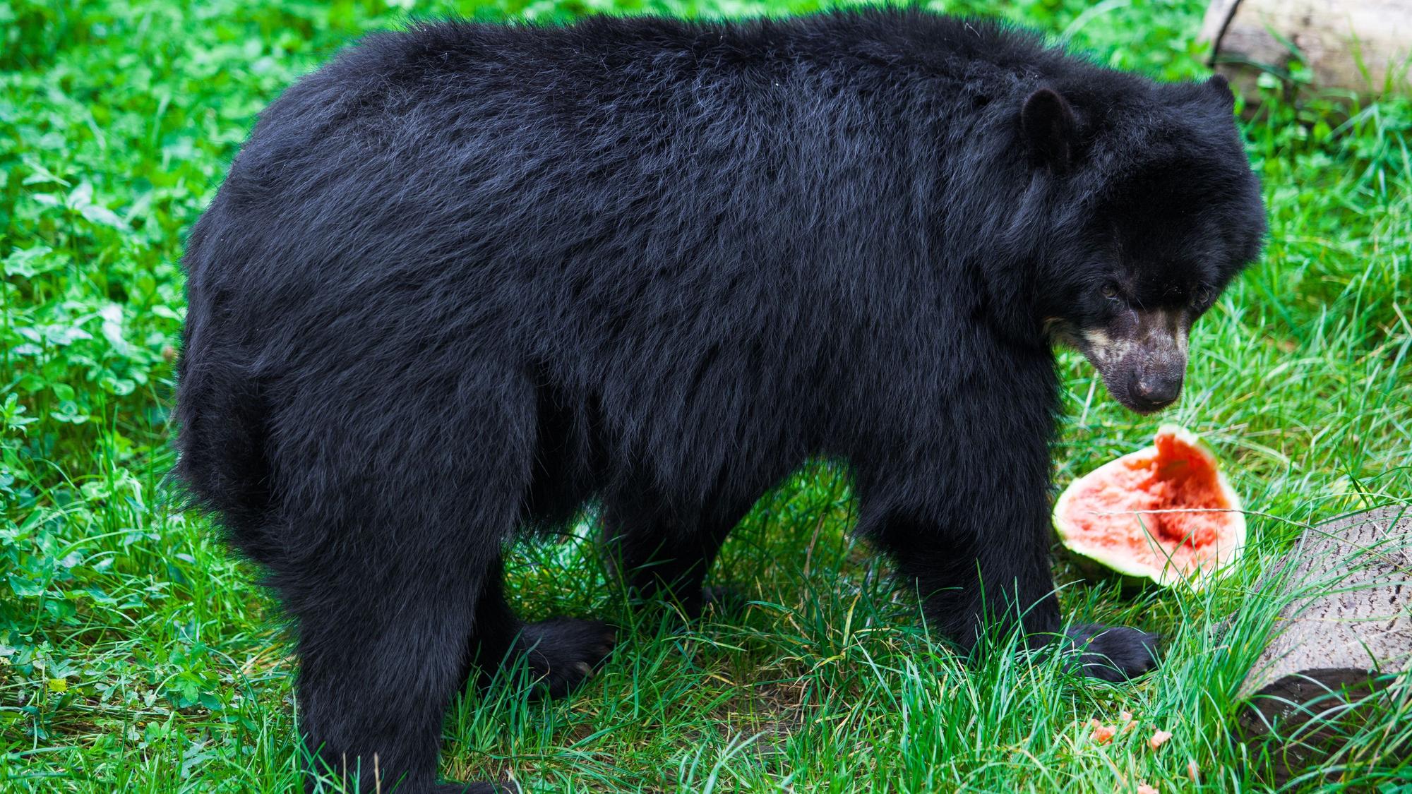 Schwarzbär mit Wassermelone auf Gras