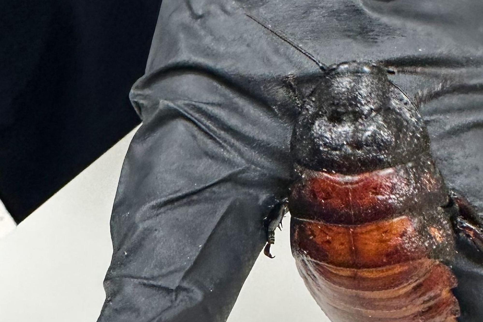 Illegal gezüchtete Schaben in Australien beschlagnahmt