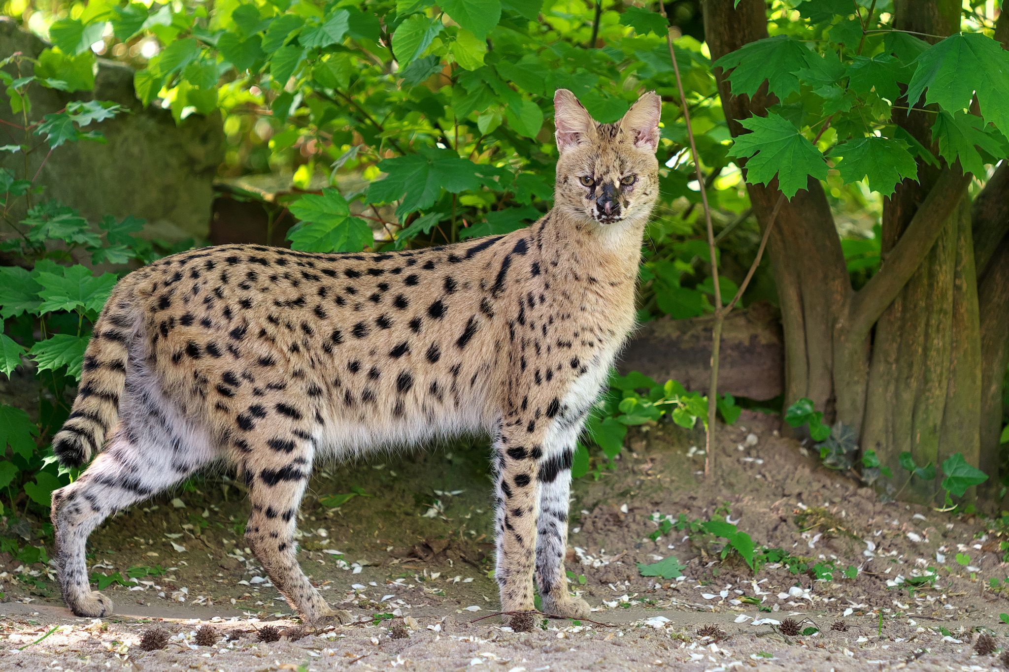 Serval gesucht - Wildkatze aus Krefelder Zoo entlaufen