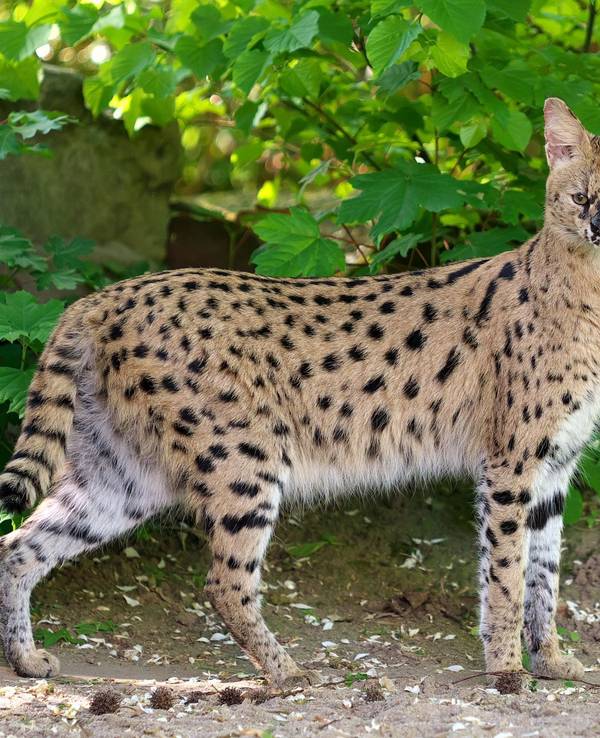 Serval gesucht - Wildkatze aus Krefelder Zoo entlaufen