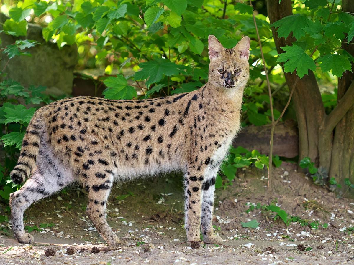 Serval gesucht - Wildkatze aus Krefelder Zoo entlaufen