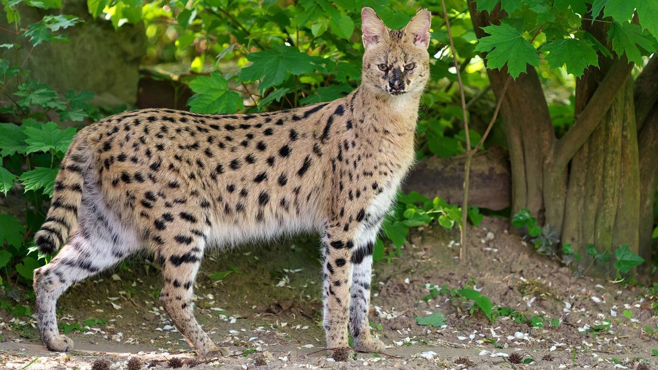 Serval gesucht - Wildkatze aus Krefelder Zoo entlaufen