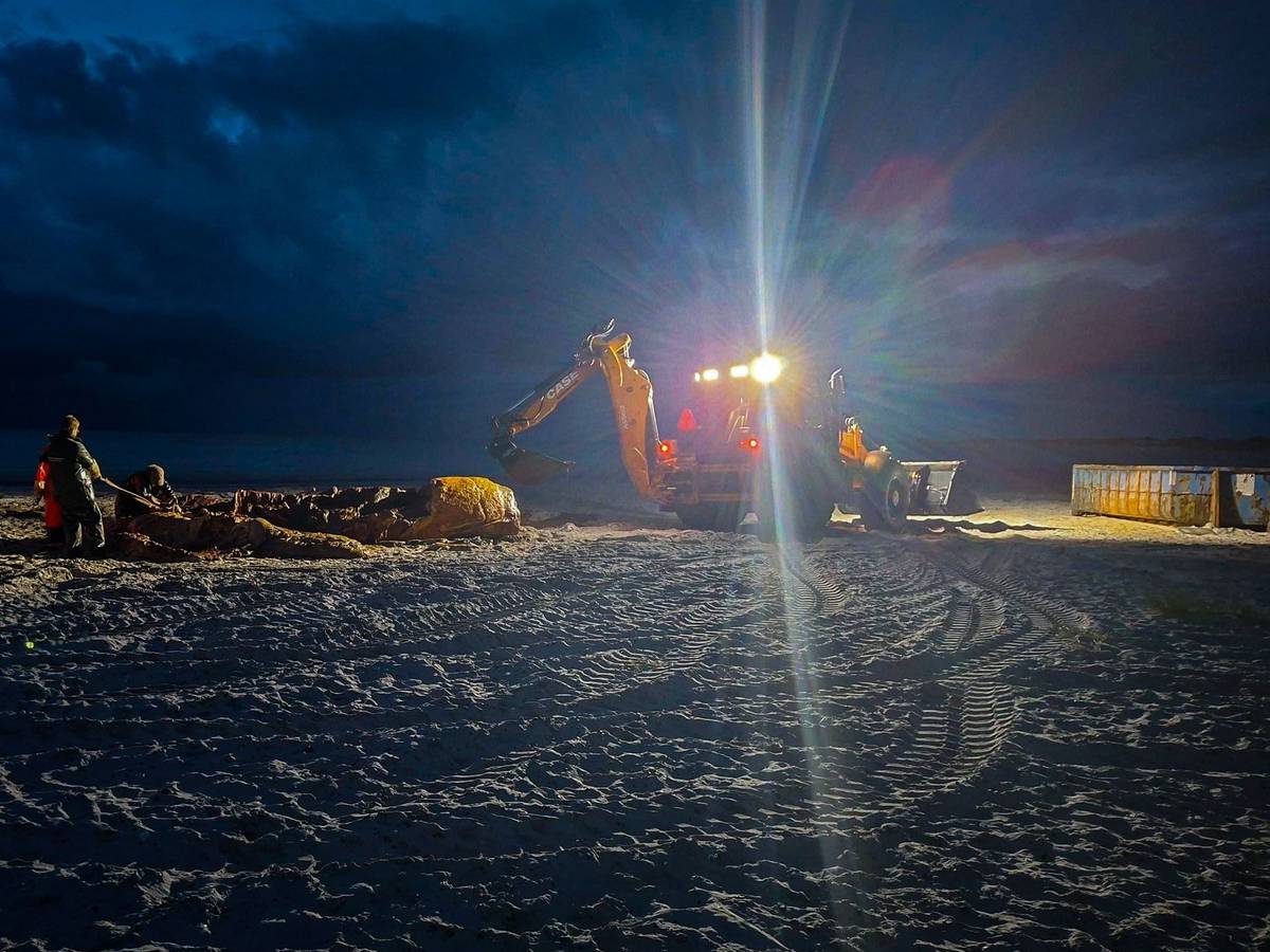 Weitere Entwicklung zum Buckelwal in der Ostsee