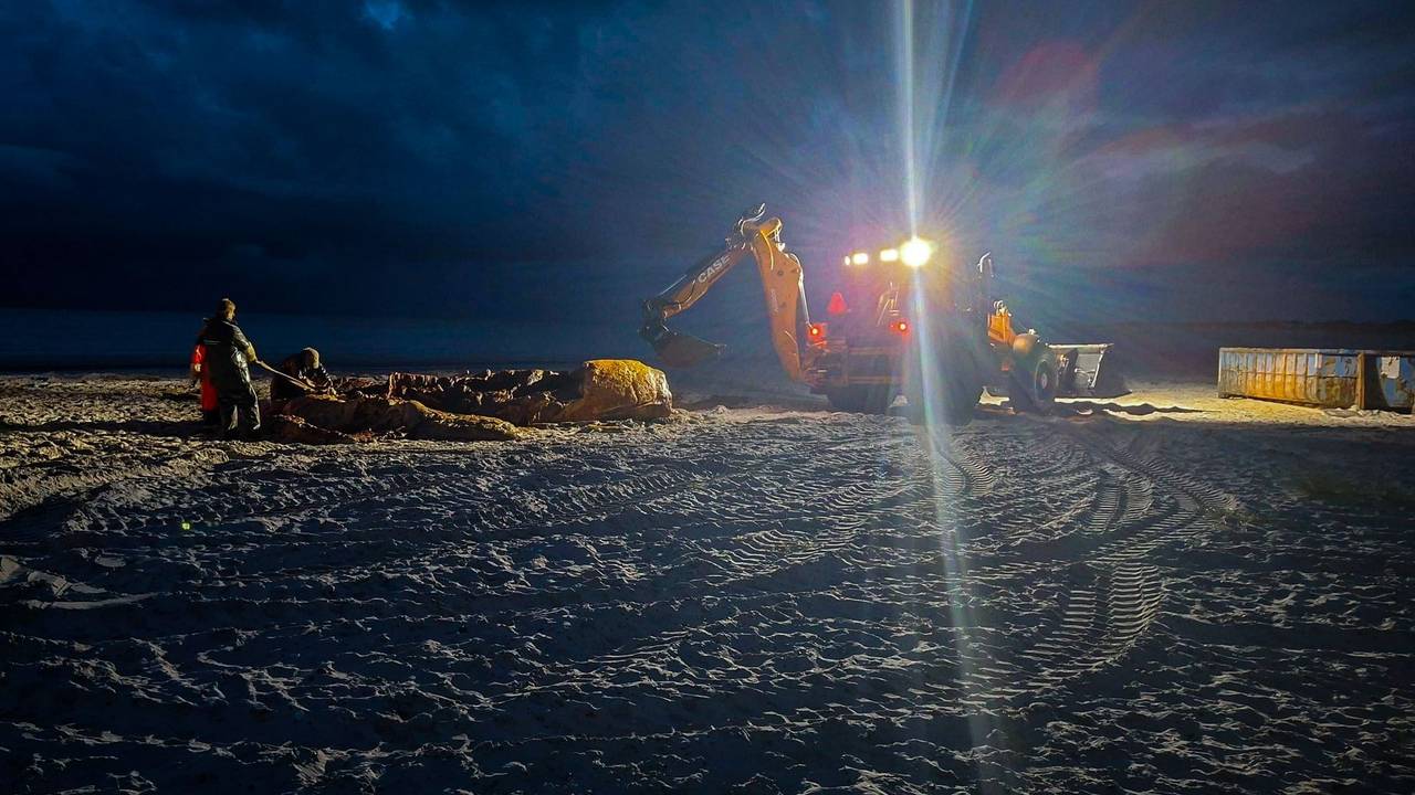 Weitere Entwicklung zum Buckelwal in der Ostsee