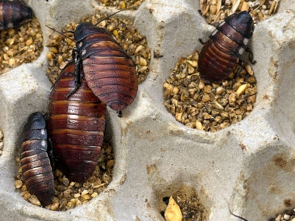Illegal gezüchtete Schaben in Australien beschlagnahmt