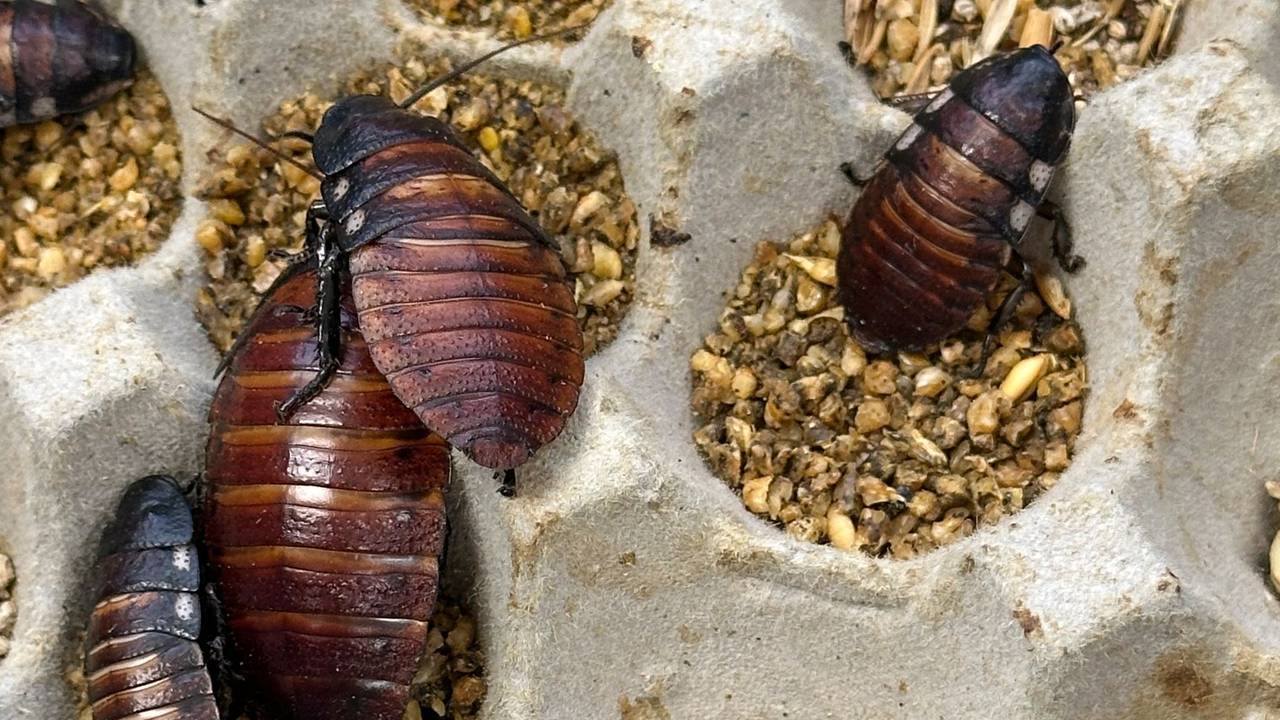 Illegal gezüchtete Schaben in Australien beschlagnahmt