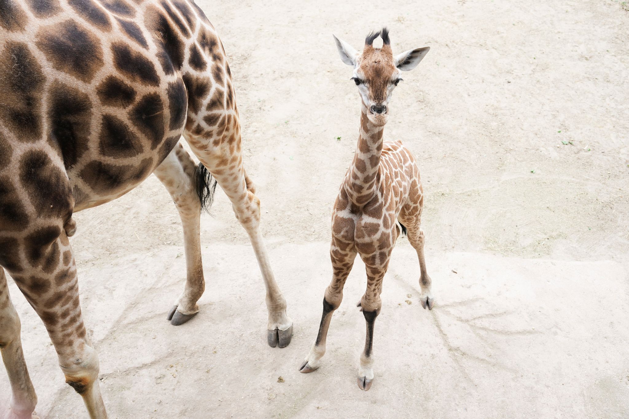 Model Linus Weber wird Namenspate für Giraffenjungtier