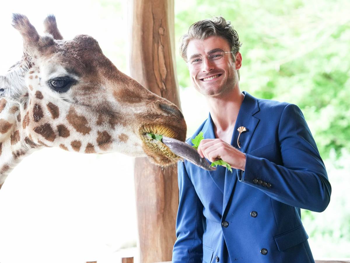 Model Linus Weber wird Namenspate für Giraffenjungtier