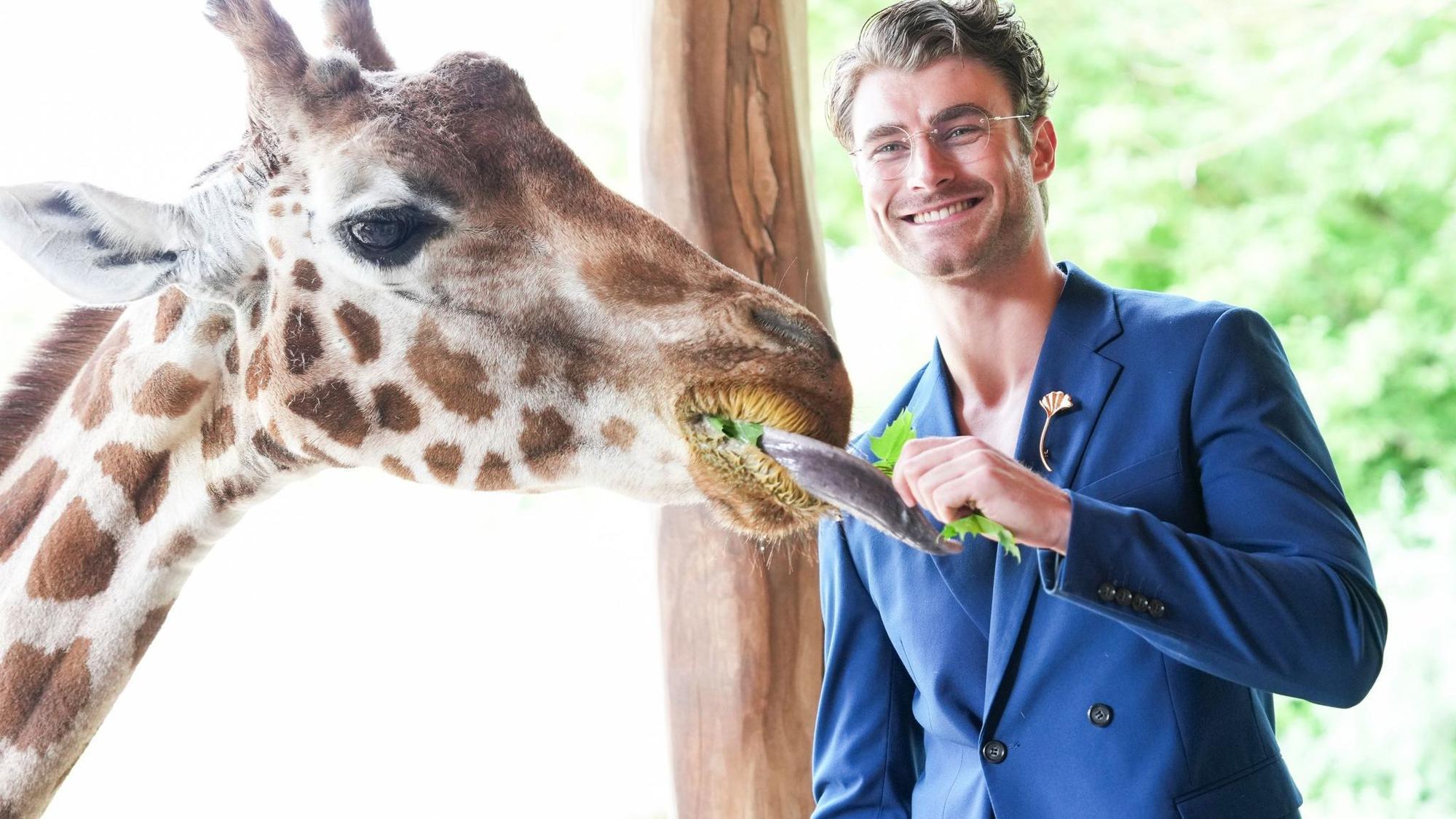 Model Linus Weber wird Namenspate für Giraffenjungtier