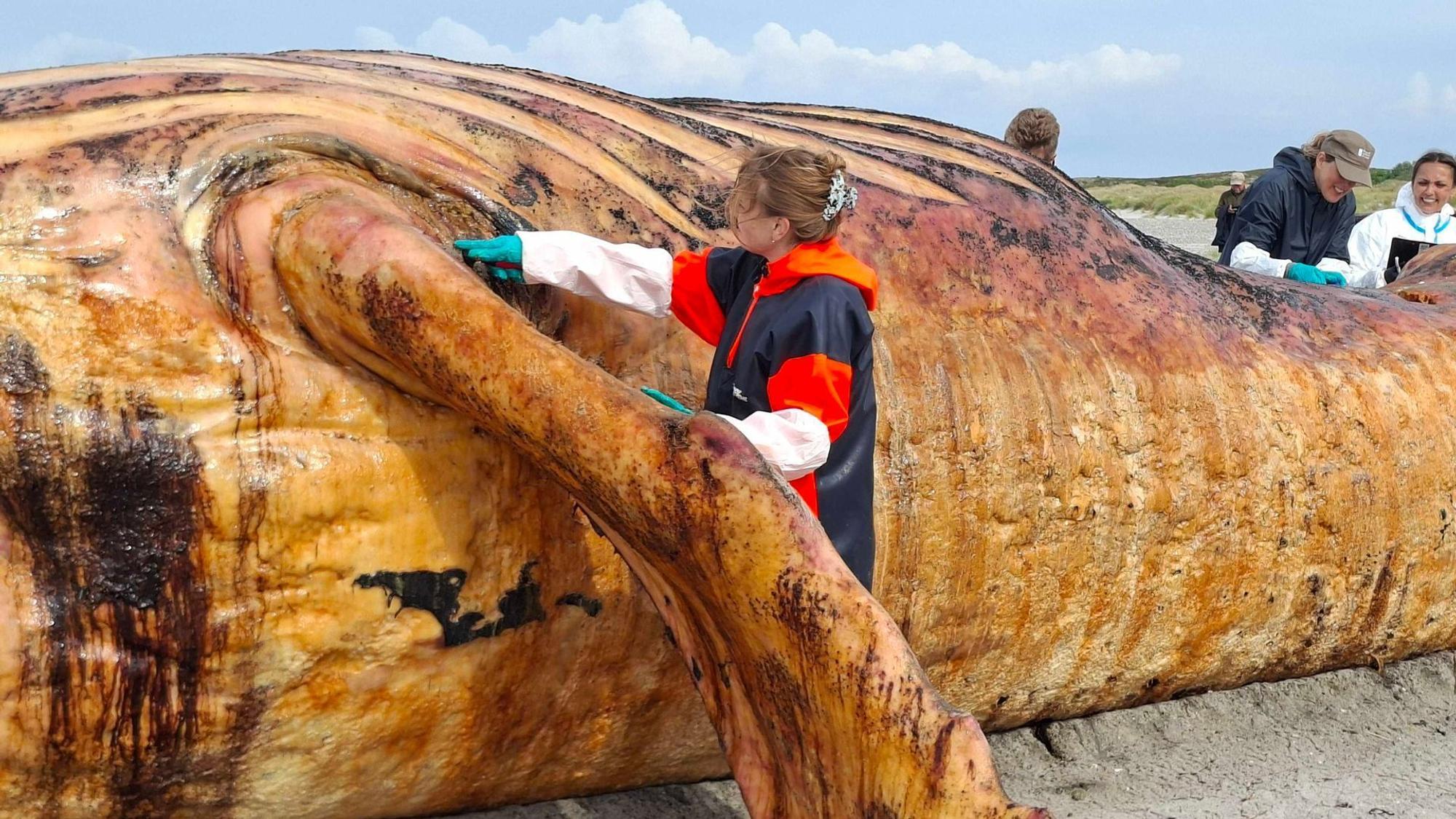 Weitere Entwicklung zum Buckelwal in der Ostsee