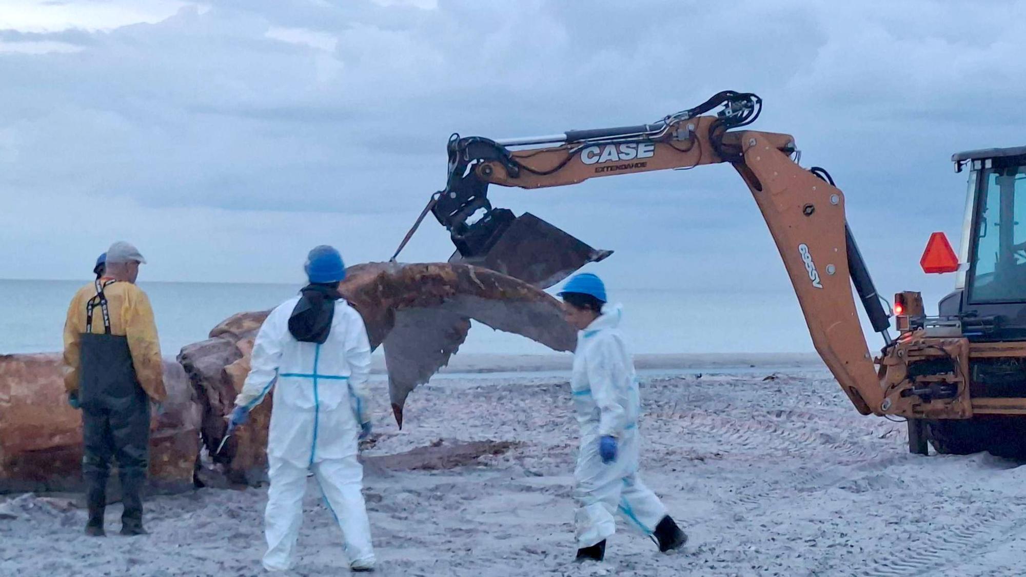 Weitere Entwicklung zum Buckelwal in der Ostsee